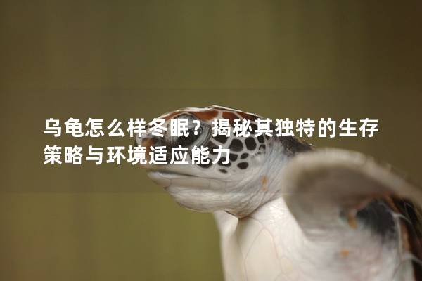 乌龟怎么样冬眠？揭秘其独特的生存策略与环境适应能力