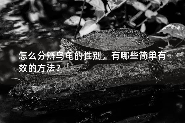 怎么分辨乌龟的性别，有哪些简单有效的方法？