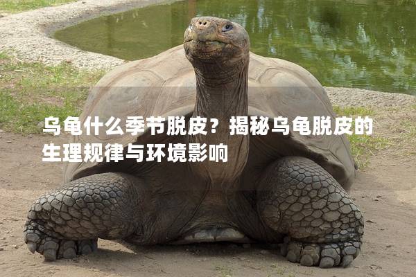 乌龟什么季节脱皮？揭秘乌龟脱皮的生理规律与环境影响