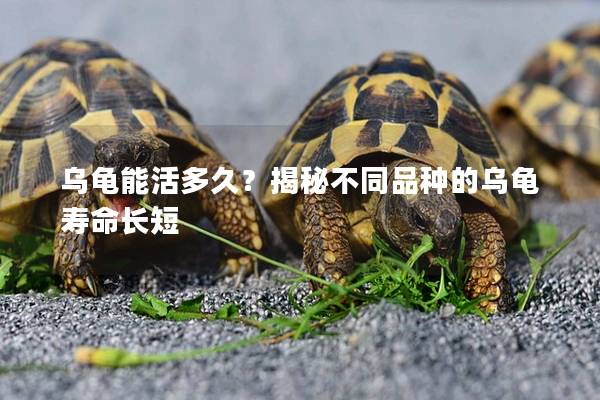 乌龟能活多久？揭秘不同品种的乌龟寿命长短