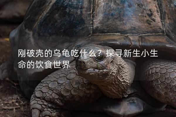 刚破壳的乌龟吃什么？探寻新生小生命的饮食世界