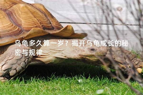 乌龟多久算一岁？揭开乌龟成长的秘密与规律