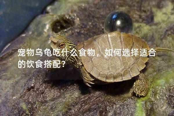 宠物乌龟吃什么食物，如何选择适合的饮食搭配？
