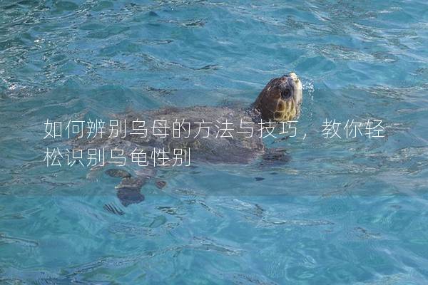 如何辨别乌母的方法与技巧，教你轻松识别乌龟性别