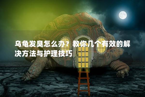 乌龟发臭怎么办？教你几个有效的解决方法与护理技巧