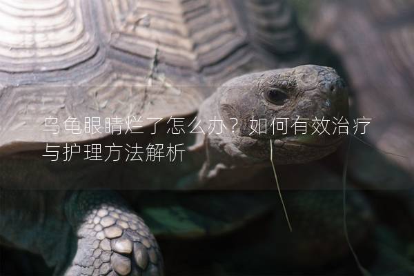 乌龟眼睛烂了怎么办？如何有效治疗与护理方法解析