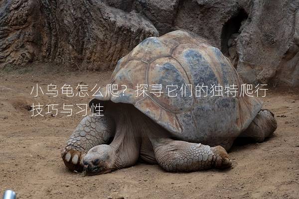 小乌龟怎么爬？探寻它们的独特爬行技巧与习性
