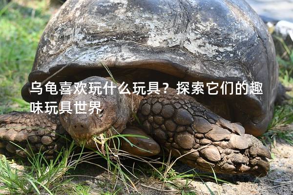 乌龟喜欢玩什么玩具？探索它们的趣味玩具世界