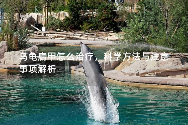 乌龟腐甲怎么治疗，科学方法与注意事项解析