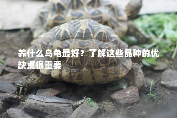 养什么乌龟最好？了解这些品种的优缺点很重要