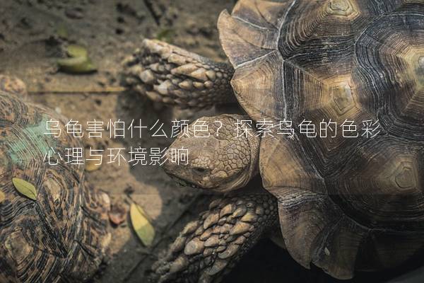 乌龟害怕什么颜色？探索乌龟的色彩心理与环境影响