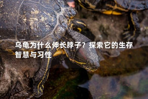 乌龟为什么伸长脖子？探索它的生存智慧与习性