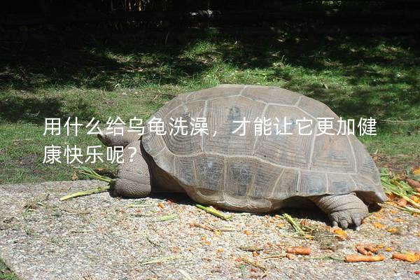 用什么给乌龟洗澡，才能让它更加健康快乐呢？