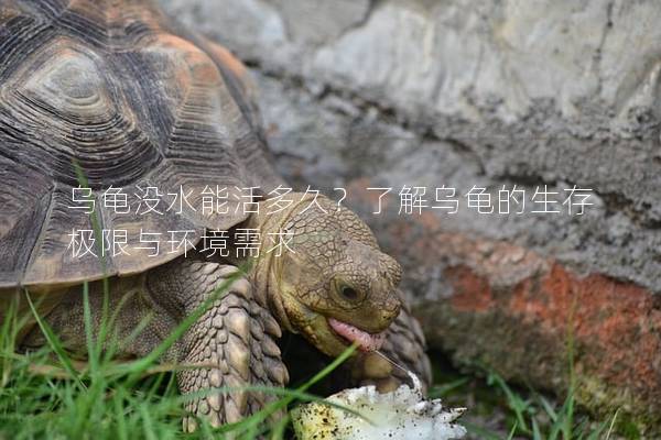 乌龟没水能活多久？了解乌龟的生存极限与环境需求