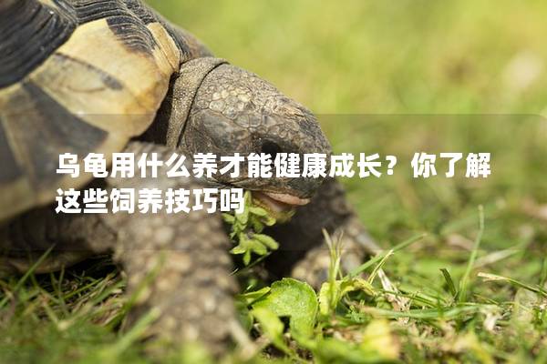 乌龟用什么养才能健康成长？你了解这些饲养技巧吗