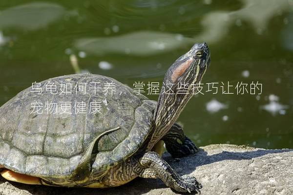 乌龟如何干养，掌握这些技巧让你的宠物更健康
