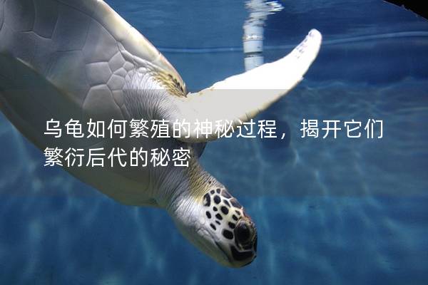 乌龟如何繁殖的神秘过程，揭开它们繁衍后代的秘密