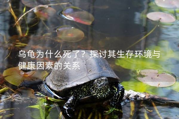 乌龟为什么死了？探讨其生存环境与健康因素的关系