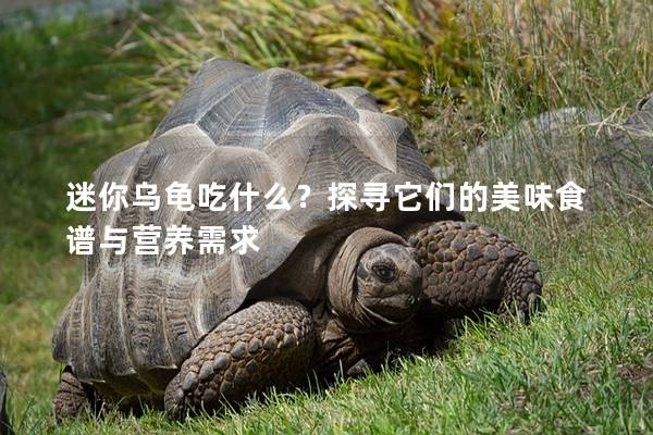 迷你乌龟吃什么？探寻它们的美味食谱与营养需求