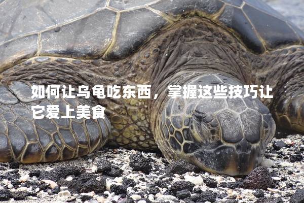 如何让乌龟吃东西，掌握这些技巧让它爱上美食
