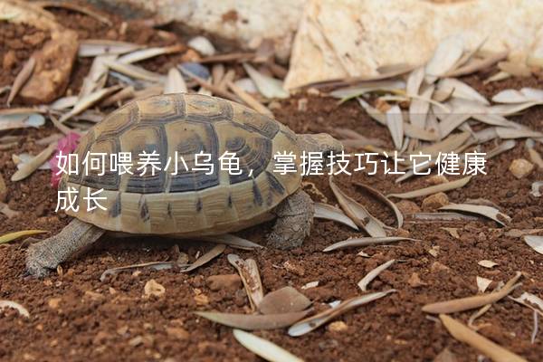 如何喂养小乌龟，掌握技巧让它健康成长