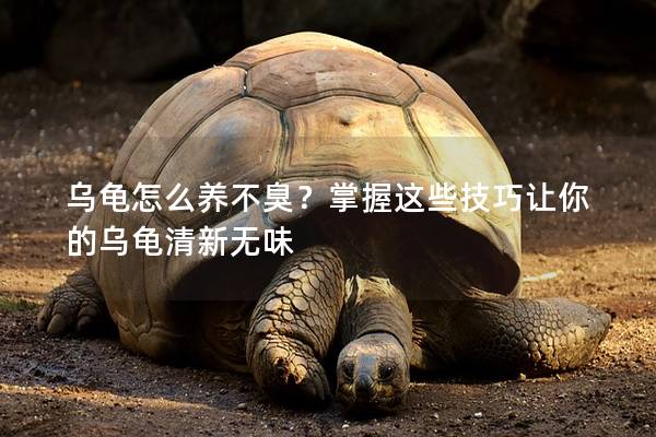 乌龟怎么养不臭？掌握这些技巧让你的乌龟清新无味
