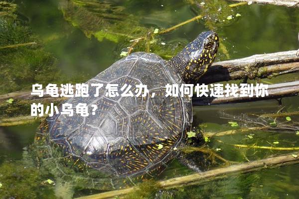 乌龟逃跑了怎么办，如何快速找到你的小乌龟？