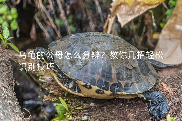 乌龟的公母怎么分辨？教你几招轻松识别技巧