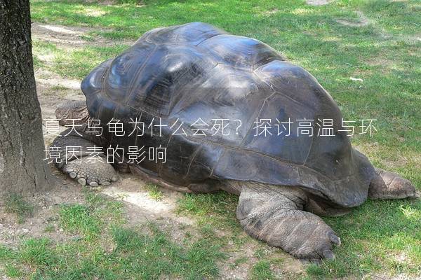夏天乌龟为什么会死？探讨高温与环境因素的影响