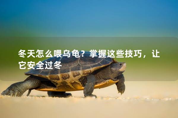 冬天怎么喂乌龟？掌握这些技巧，让它安全过冬