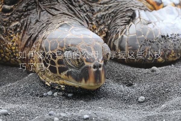 如何区分乌龟的公母，掌握这些小技巧了吗？
