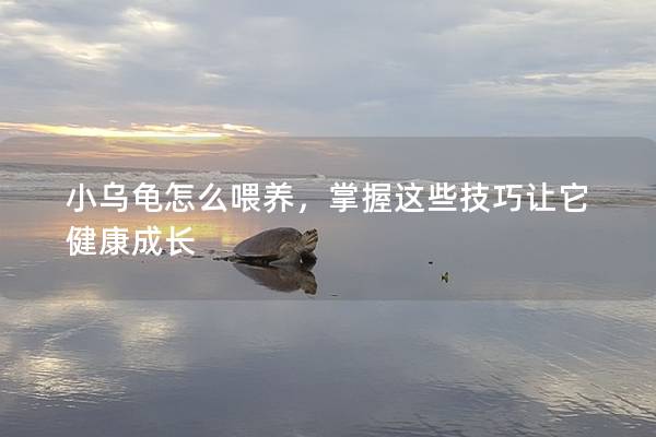 小乌龟怎么喂养，掌握这些技巧让它健康成长