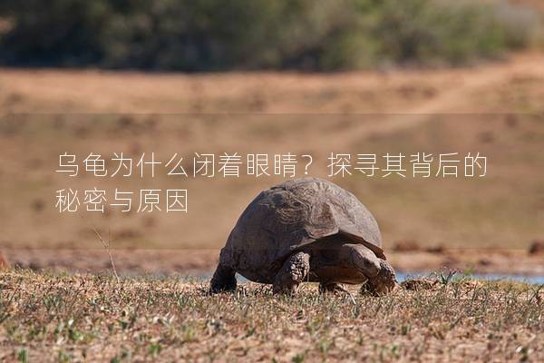 乌龟为什么闭着眼睛？探寻其背后的秘密与原因