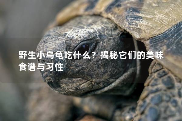 野生小乌龟吃什么？揭秘它们的美味食谱与习性