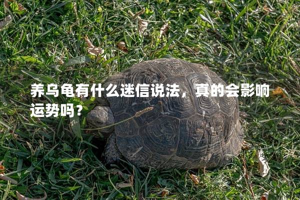 养乌龟有什么迷信说法，真的会影响运势吗？