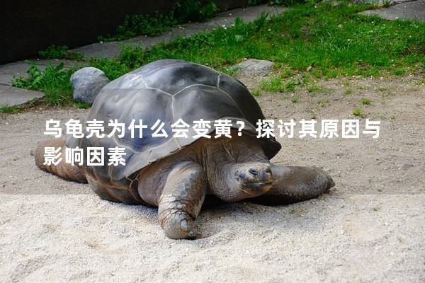 乌龟壳为什么会变黄？探讨其原因与影响因素