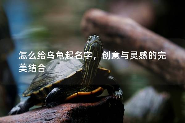 怎么给乌龟起名字，创意与灵感的完美结合