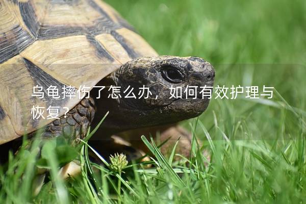 乌龟摔伤了怎么办，如何有效护理与恢复？
