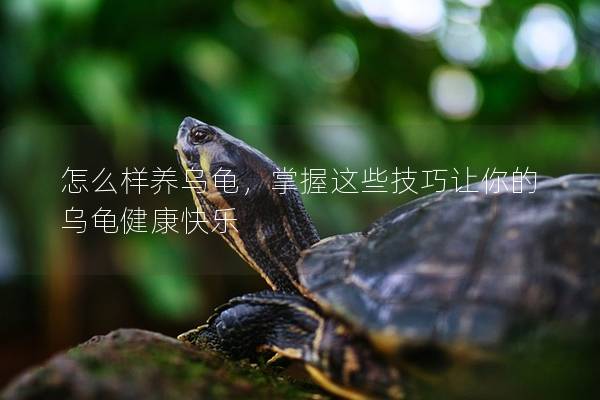 怎么样养乌龟，掌握这些技巧让你的乌龟健康快乐
