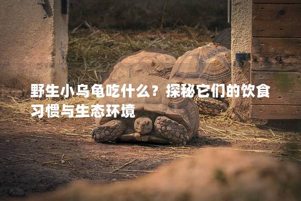 野生小乌龟吃什么？探秘它们的饮食习惯与生态环境