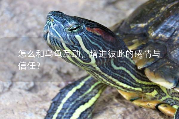 怎么和乌龟互动，增进彼此的感情与信任？