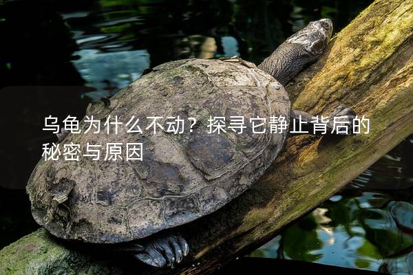 乌龟为什么不动？探寻它静止背后的秘密与原因