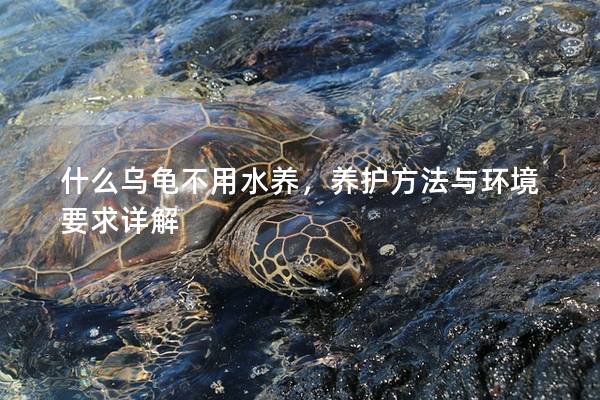 什么乌龟不用水养，养护方法与环境要求详解