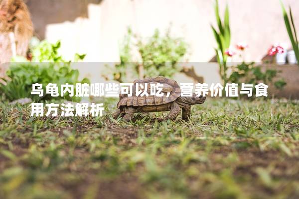 乌龟内脏哪些可以吃，营养价值与食用方法解析