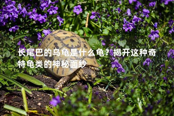 长尾巴的乌龟是什么龟？揭开这种奇特龟类的神秘面纱
