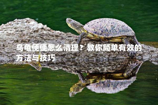 乌龟便便怎么清理？教你简单有效的方法与技巧