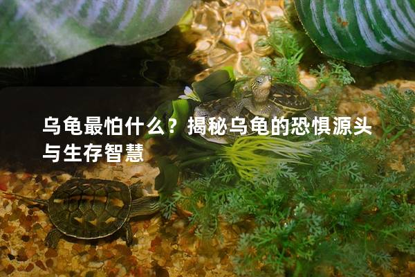 乌龟最怕什么？揭秘乌龟的恐惧源头与生存智慧