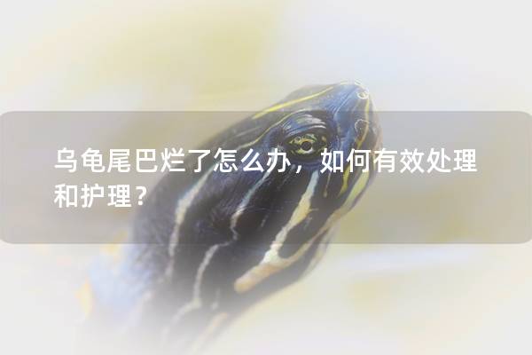 乌龟尾巴烂了怎么办，如何有效处理和护理？