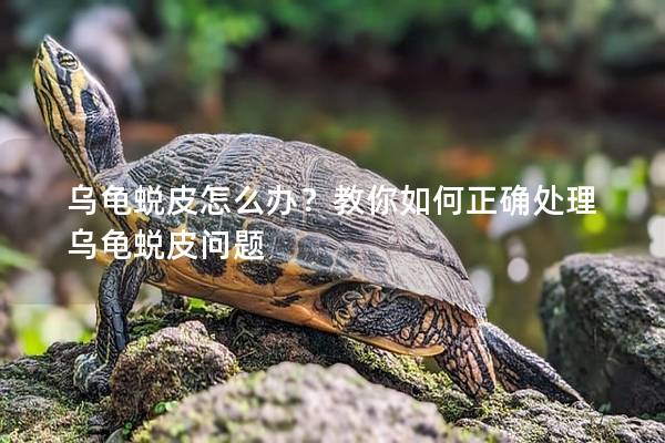 乌龟蜕皮怎么办？教你如何正确处理乌龟蜕皮问题