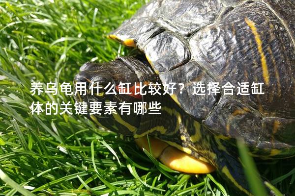 养乌龟用什么缸比较好？选择合适缸体的关键要素有哪些